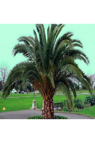 ASES Saksıda Hurma Palmiye Fidanı Yaş 3