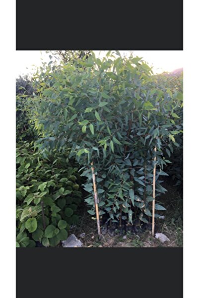 ASES Bataklık Kurutan Okaliptus Fidanı Boy 100-120cm 6 Adet