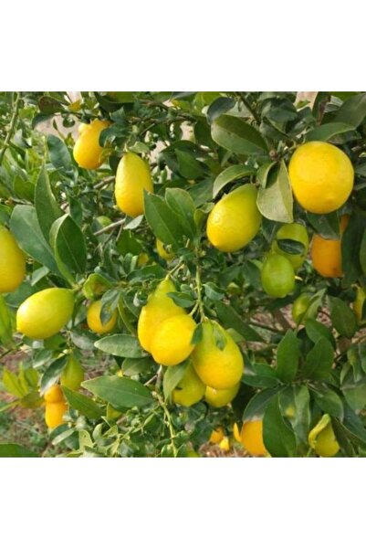 ASES Tüplü Aşılı Lime Quat (LİMON KAMKAT) Fidanı 2 Yaş 90-110 Cm Boy