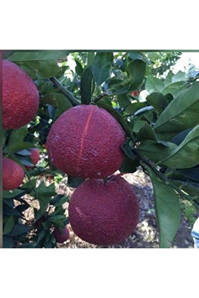 ASES Smith Red Valencia(kanlı Mayıs Portakalı) Yaş 2 Boy 100-130 Cm