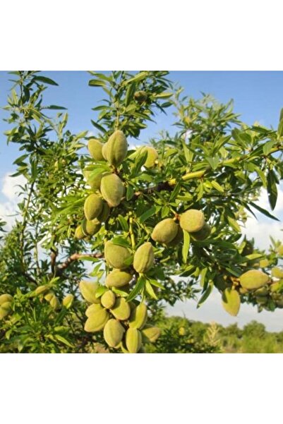 ASES Tüplü Kendinden Verimli Bertina Badem Fidanı Yaş 2 Boy 80-100cm