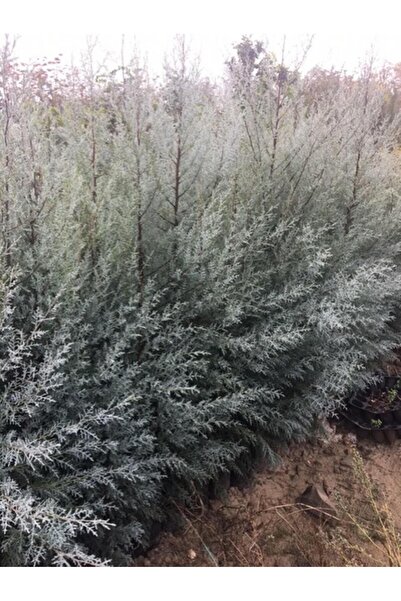 ASES Mavi Selvi Ağacı Boy 100-130 Cm)