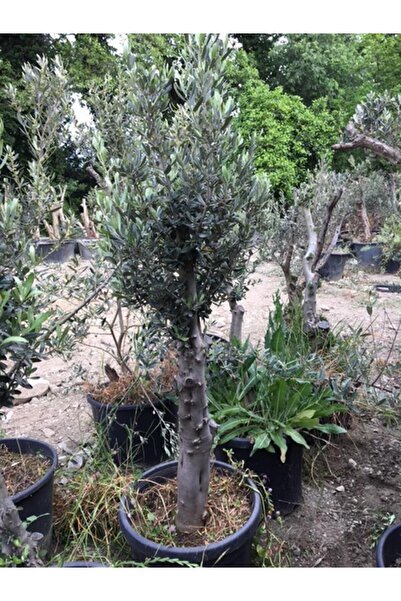 ASES 10-15 Yaş Gemlik Zeytin Ağacı Boy 120-150 cm