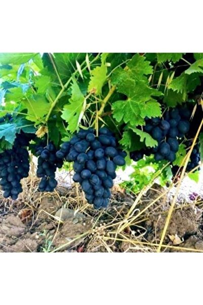 ASES Tüplü Antep Karası Üzüm Fidanı (ASMA- BAĞ) 2 Yaş