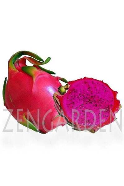 ZENGARDEN EV VE BAHÇE Pitaya tohumu kokulu ejder meyvesi kırmızı