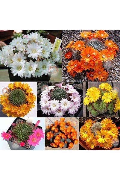 ZENGARDEN EV VE BAHÇE Rebutia sp. kaktüs tohumu karışımı