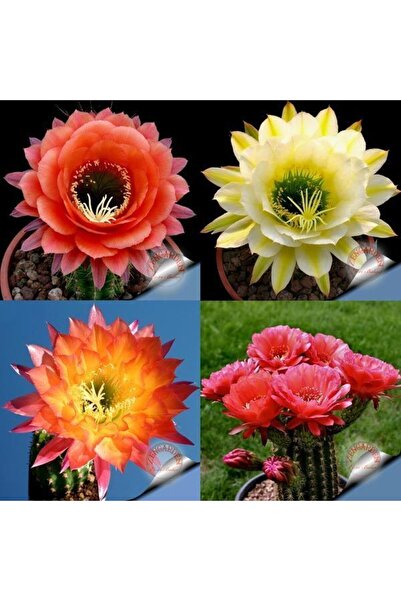 ZENGARDEN EV VE BAHÇE Kaktüs tohumu trichocereus mixed karışım