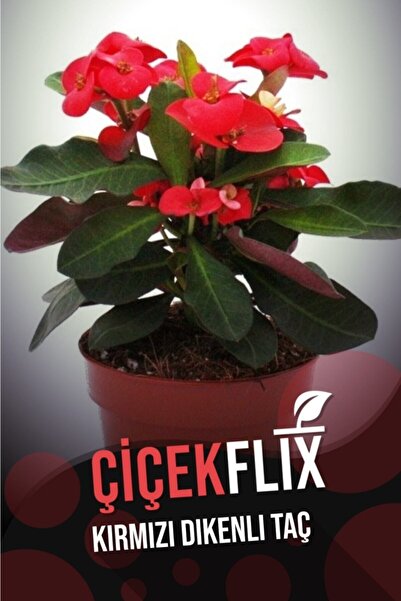 ÇİÇEKFLİX Kırmızı Dikenli Taç Çiçeği 20-25cm 1.kalite
