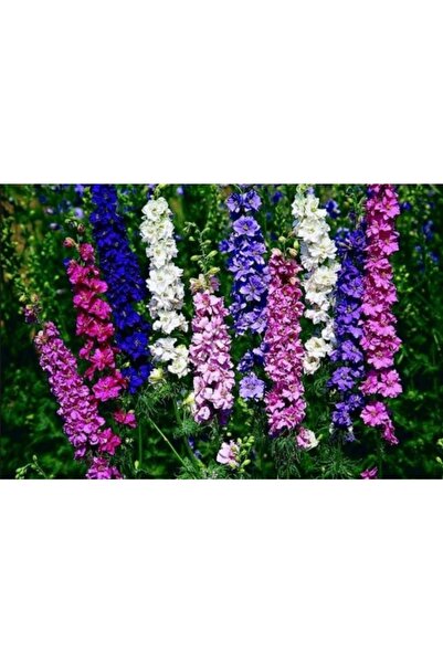 Köy Tohumları 20 Adet Tohum Nadir Karışık Renkli Hazeran Çiçeği Mezar Kabir Ç...