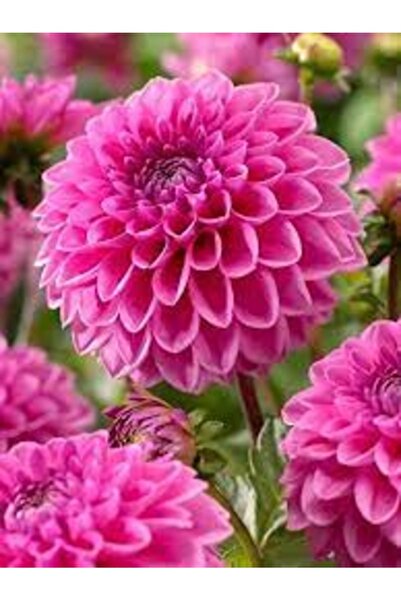 Köy Tohumları 50 Adet Tohum Nadir Yıldız Çiçeği Tohumu Organik Balkon Çiçeği ...