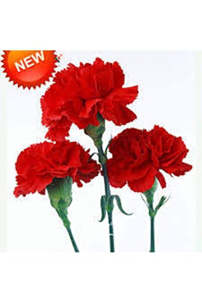 Köy Tohumları 20 Adet Tohum Nadir Katmerli Mis Kokulu Karanfil Çiçeği Tohumu ...