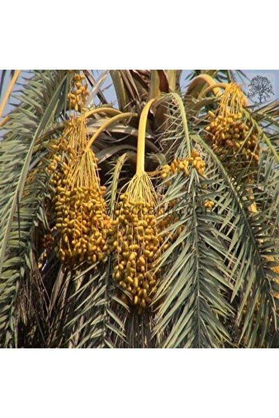 Genel Markalar Tüplü Arabistan Hurma Ağacı Fidanı