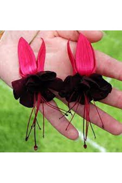 Köy Tohumları 50 Adet Tohum Nadir Siyah Küpeli Küpe Çiçeği Tohumu Mezarlık Ka...