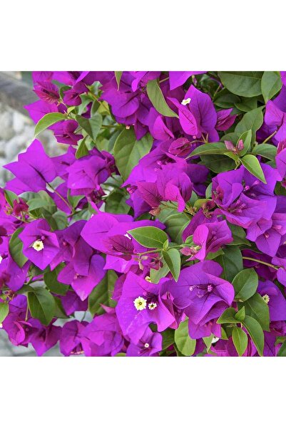 AYDOĞDU Tüplü Mor Çiçekli Begonvil Çiçeği Fidanı