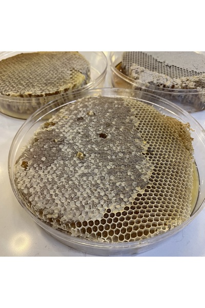 Magicway Organik Çam Dalak Balı