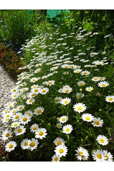 Köy Tohumları 200 Adet Tohum Beyaz Yayılıcı Kır Papatya Çiçeği Doğal Kabir Çi...