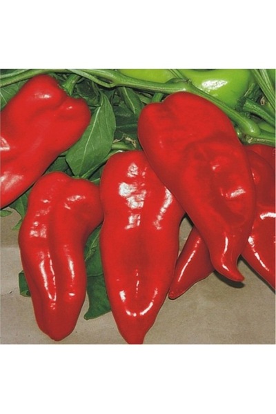 Köy Tohumları 100 Adet Tohum Adana Karaisalı Salçalık Biber Tohumu Açık Tarla...