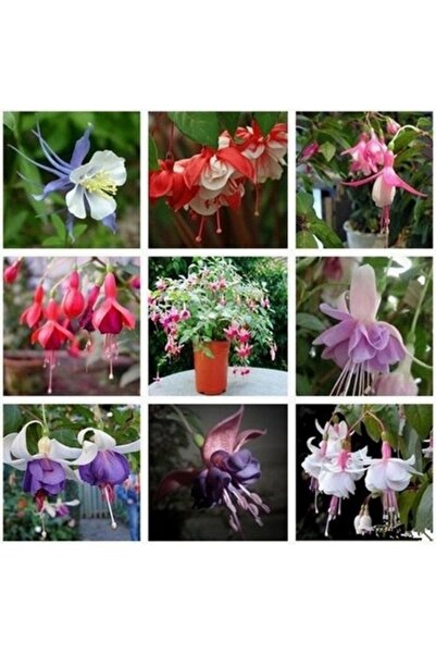 Köy Tohumları 20 Adet Karışık Renkli Küpeli Çiçeği Tohumu Saksı Toprak Hediye...