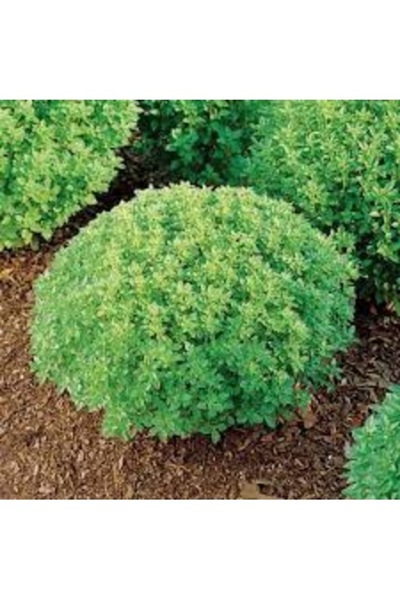 Köy Tohumları 50 Adet Tohum Fesleğen Çiçeği Tohumu Mezarlık Kabir Kokulu Fesl...