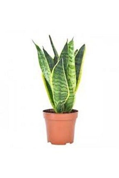 Genel Markalar Sansevieria Paşa Kılıcı Peygamber Çiçeği