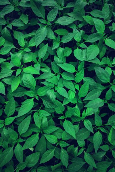 biolifefide Bahçe Fide Seti (40 ADET FİDE) Domates, Biber, Patlıcan Fidesi