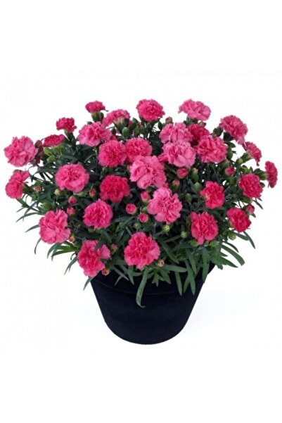 ADA TARIM 1 Adet Saksılı Pembe Kokulu Bodur Karanfil Fidanı