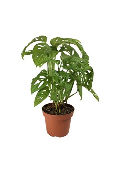Genel Markalar Monstera Monkey