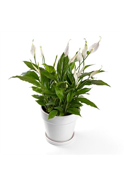 Genel Markalar Barış Çiçeği Spathiphyllum (spatifilyum) 25cm