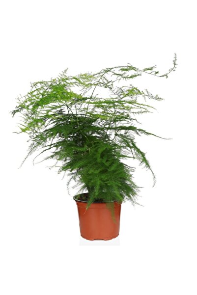 Palmiye Asparagus Eğrelti Bitkisi - Kuşkonmaz- 13 Cm Plastik Saksıda