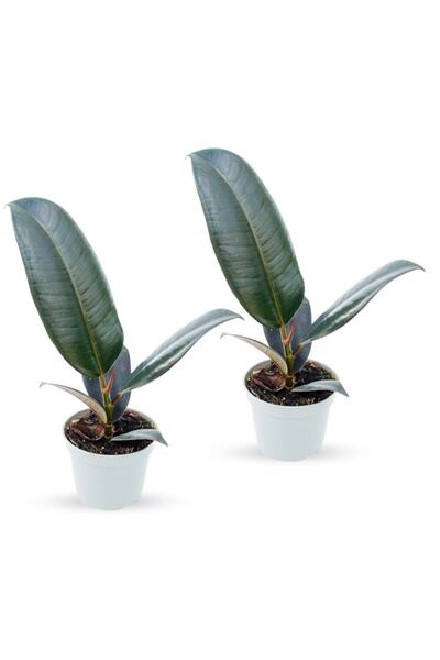 Cemre Garden Ficus Elastica Robusta - Set 2 Adet Kauçuk Çiçeği Mini - Ev Ofis...