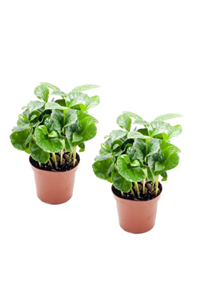 Genel Markalar Coffea Arabica - Set 2 Adet Kahve Çiçeği Mini - Ev Ofis Salon Iç Mekan Bitkisi - Baby