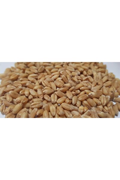 Yerli Güvercin Yemi Buğday 1kg
