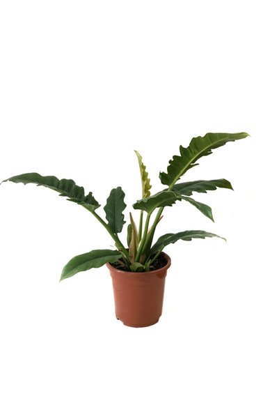 Betonish Philodendron 'Narrow Escape'