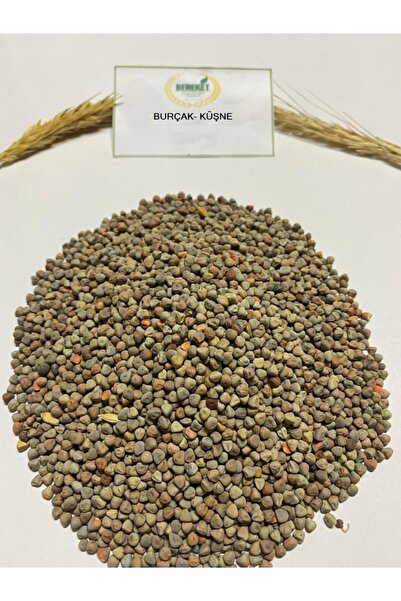 Bereketlimama Burçak(küşne) Tohumu- Kuş Yemi- 1 Kg