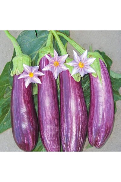 Genel Markalar Miracle Alacalı Çizgili Patlıcan Tohumu (5 Gram)