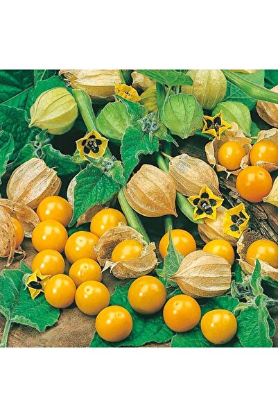 Bitki Dizayn Altın Çilek Yer Kirazı Fidesi-3 Adet