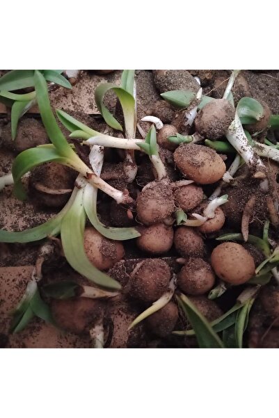 Lider Salep SALEP FİDESİ 110 ADET