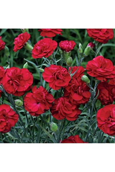Köy Tohumları 100 Adet Nadir Kırmızı Karanfil Çiçeği Mezarlık Kabir Çiçeği To...