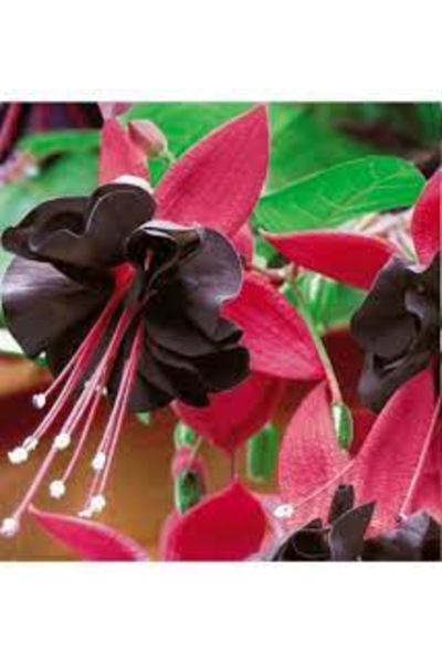 Köy Tohumları 20 Adet Tohum Nadir Siyah Küpe Çiçeği Küpeli Çiçek Mezarlık Kab...