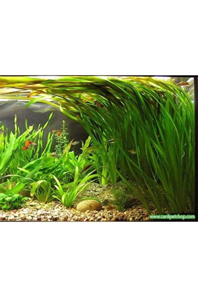 canlipetshop En Kolay Akvaryum Bitkisi Saz 20 Kök Aşırı Kolay Çabuk büyür