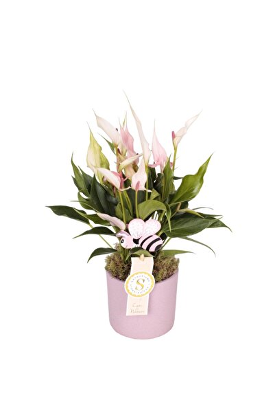 Nemabahçe Antoryum - Anthurium Lily