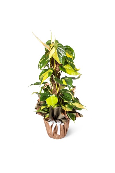 Nemabahçe Salon Sarmaşığı - Philodendron Scandens Brasil Alacalı Kalp Yapraklı