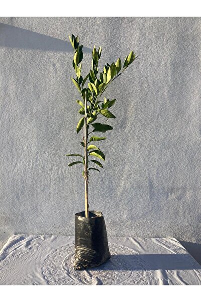 Tüplü 2 Yaş Dobashi Beni Mandalina 80-100cm