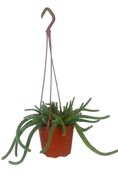 karlabotanik Çiçek Açan Yılan Kaktüsü | Chamaecereus Silvestrii