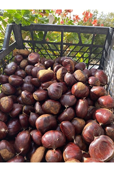 Egeden Sofraya Aydın Şekerci Cins Kestane 500 gr