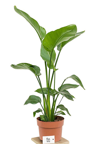 Fintarla Strelitzia Nicolai Starliçe Cennet Kuşu Bitkisi 60-80 CM Tek Gövde Salon Ofis Ev İç Mekan Bitkisi