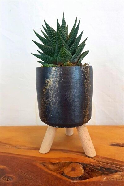 karlabotanik Haworthia Limifolia | Mermer Desenli Siyah Saksıda