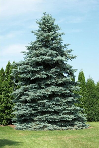 karlabotanik Mavi Ladin Fidanı 100 Cm