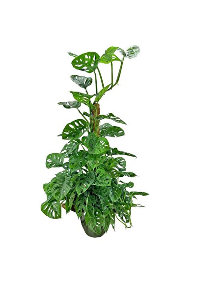 Deve Tabanı - Monstera