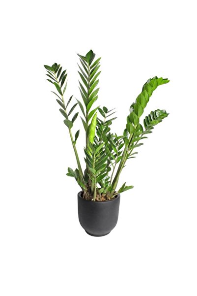 Nemabahçe Zeze Çiçeği - Zamia Zamiifolia Siyah Terracotta